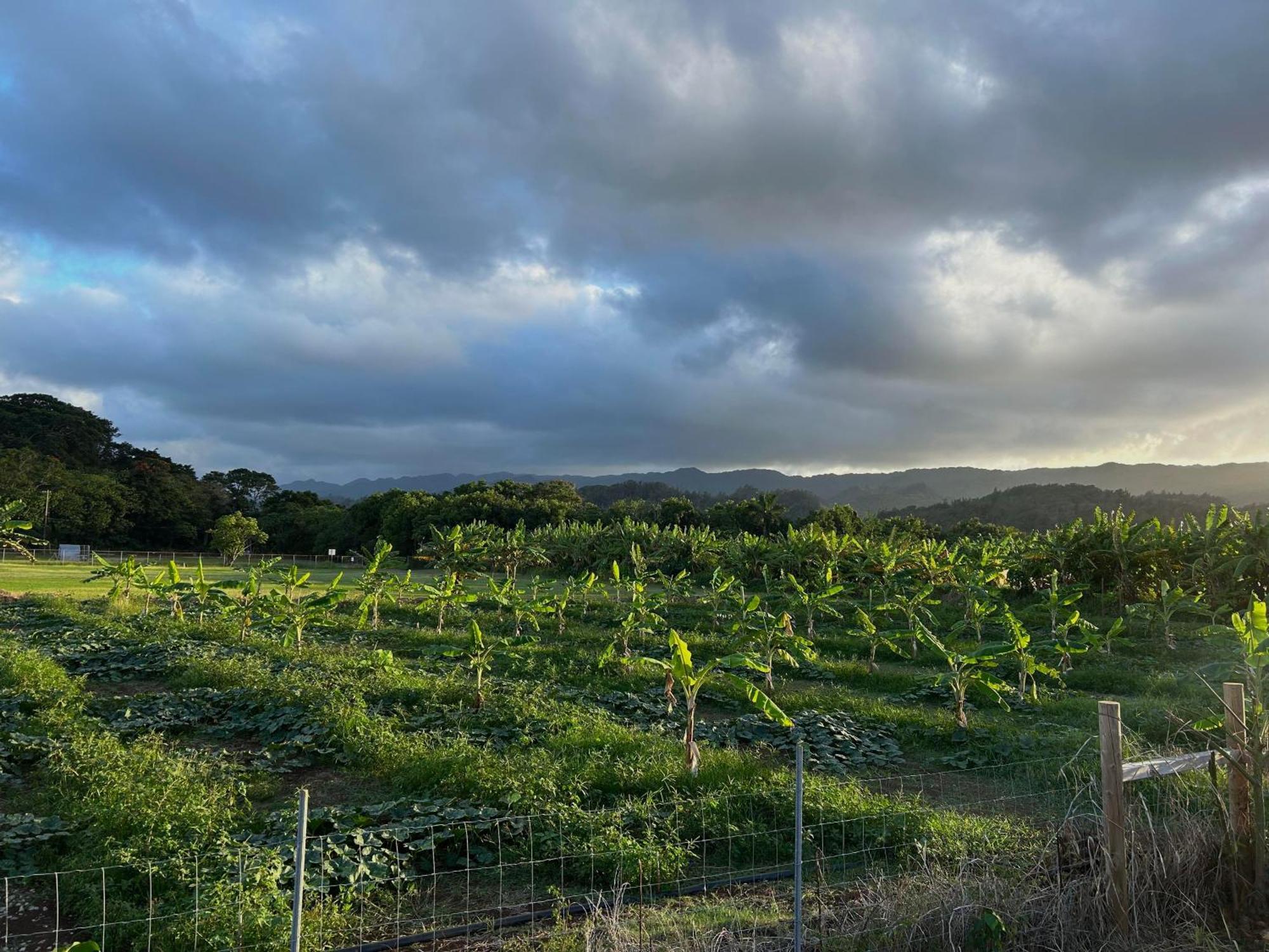 Maleka Farm: Tent Glamping North Shore Oahu Laie Luaran gambar